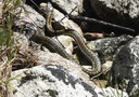 1 Garter Snake