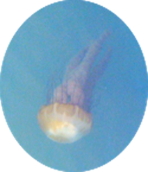 11b Jellyfish