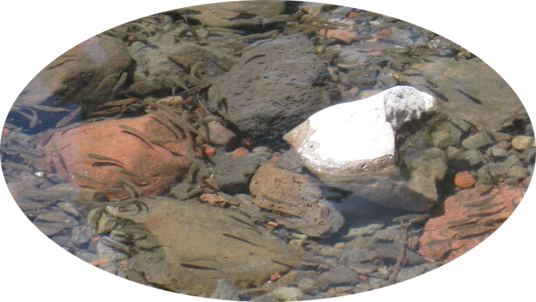 13 Little Brown Fish