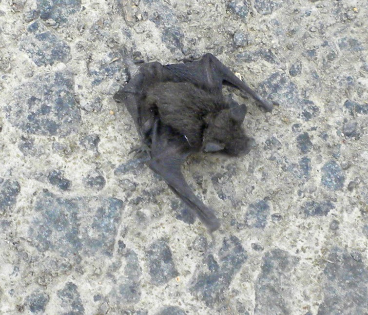 26 Baby Bat