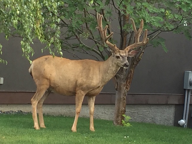 30 Mule Deer