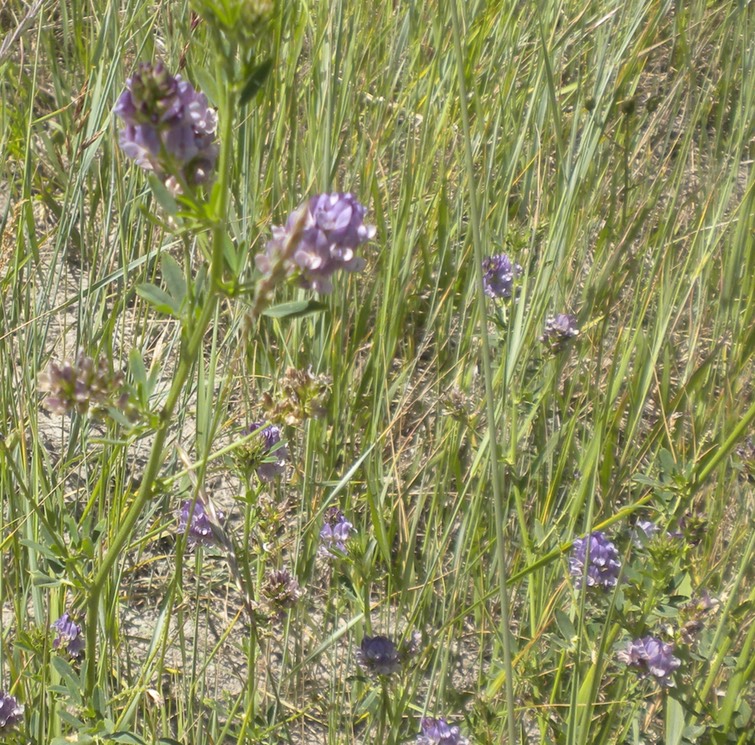 33 Purple Vetch