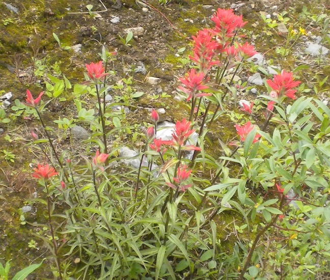 35 Red Paintbrush 2