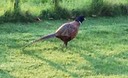 54 Pheasant