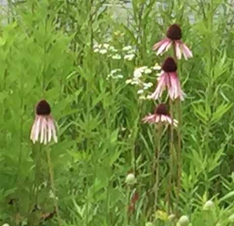 8 Purple coneflower (Delafield)