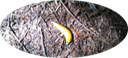 banana slug1