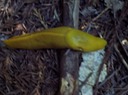 banana slug2