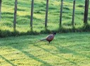 cornwall park pheasants 2