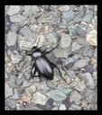 9 Black Beetle