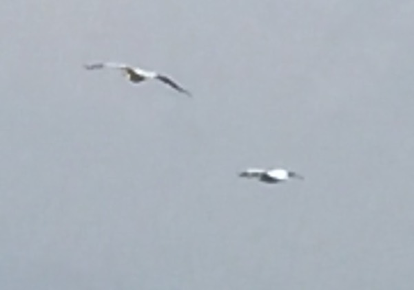 White pelicans flying
